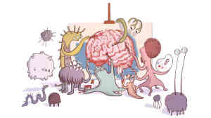 gut health and brain function